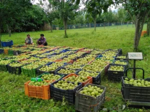 जशपुर की नाशपाती से बढ़ रही किसानों की आमदनी, 3,500 से अधिक कृषक जुड़े फल उत्पादन से