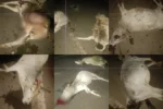 कोटमी-मरवाही मुख्य मार्ग पर तेज रफ्तार का कहर: ट्रेलर की चपेट में आने से 10 मवेशियों की मौत, यातायात पुलिस की सुस्ती पर उठे सवाल