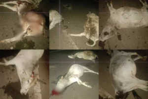 कोटमी-मरवाही मुख्य मार्ग पर तेज रफ्तार का कहर: ट्रेलर की चपेट में आने से 10 मवेशियों की मौत, यातायात पुलिस की सुस्ती पर उठे सवाल