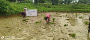 वन महोत्सव पर पोड़ीकला में पौधरोपण अभियान, हरित भविष्य का लिया संकल्प