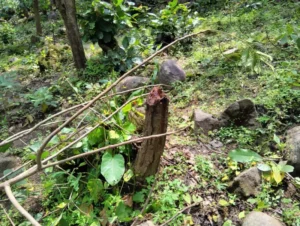 जंगल की कटाई पर वन विभाग की गश्ती व्यवस्था कटघरे में! साढामार बंध के पास पेड़ों की कथित कटाई से हड़कंप, जिम्मेदारों को भनक तक नहीं?