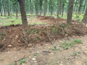 बेलगहना वन परिक्षेत्र में वन विभाग की बड़ी कार्रवाई, रात में किए जा रहे अवैध कब्जे को जेसीबी से किया गया बराबर